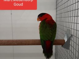 m meedendorp 
